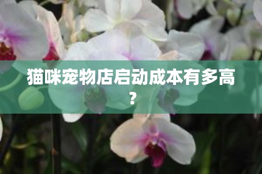 猫咪宠物店启动成本有多高？