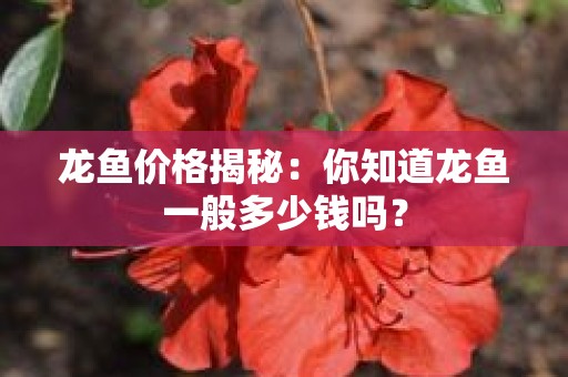 龙鱼价格揭秘：你知道龙鱼一般多少钱吗？