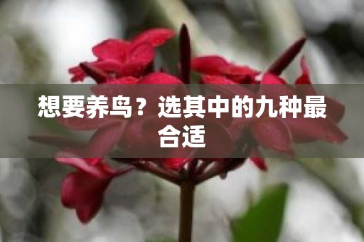 想要养鸟？选其中的九种最合适