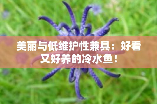美丽与低维护性兼具：好看又好养的冷水鱼！
