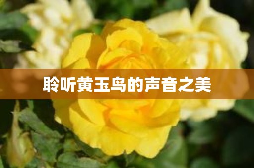 聆听黄玉鸟的声音之美