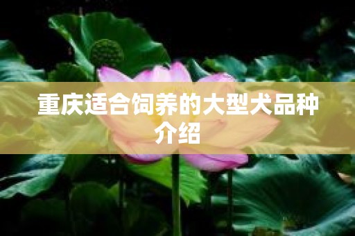 重庆适合饲养的大型犬品种介绍