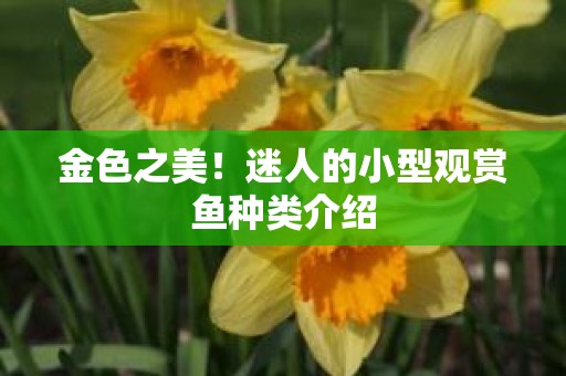 金色之美！迷人的小型观赏鱼种类介绍