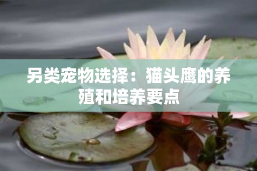 另类宠物选择：猫头鹰的养殖和培养要点