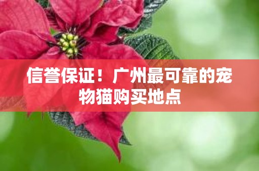 信誉保证！广州最可靠的宠物猫购买地点