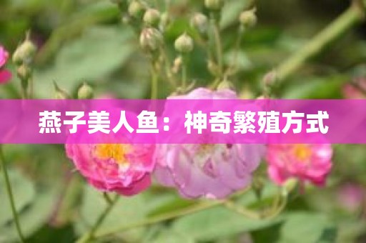 燕子美人鱼：神奇繁殖方式