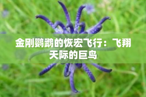 金刚鹦鹉的恢宏飞行：飞翔天际的巨鸟