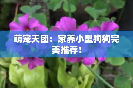 萌宠天团：家养小型狗狗完美推荐！