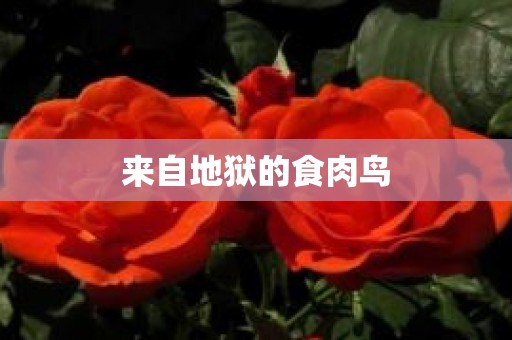 来自地狱的食肉鸟