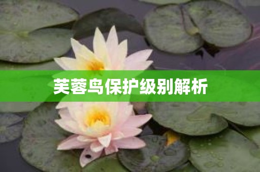芙蓉鸟保护级别解析