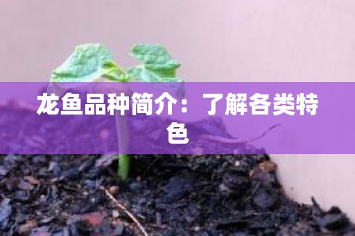 龙鱼品种简介：了解各类特色