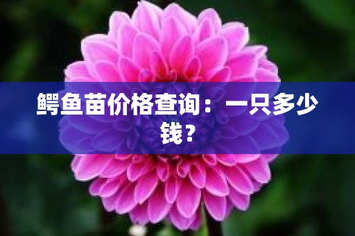鳄鱼苗价格查询：一只多少钱？