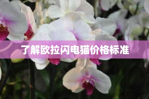 了解欧拉闪电猫价格标准