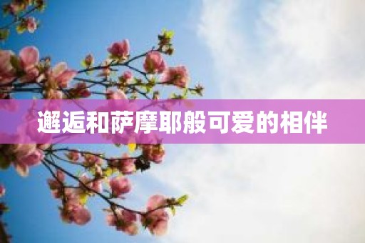 邂逅和萨摩耶般可爱的相伴