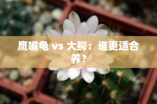 鹰嘴龟 vs 大鳄：谁更适合养？