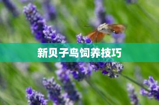 新贝子鸟饲养技巧