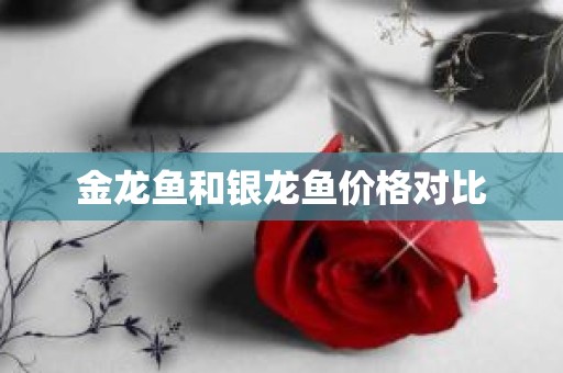金龙鱼和银龙鱼价格对比