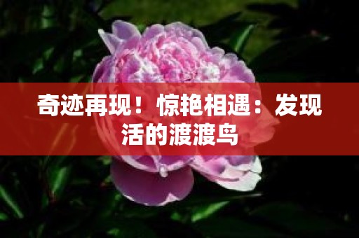 奇迹再现！惊艳相遇：发现活的渡渡鸟