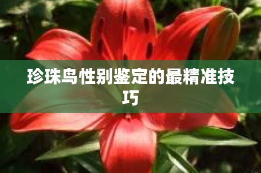 珍珠鸟性别鉴定的最精准技巧