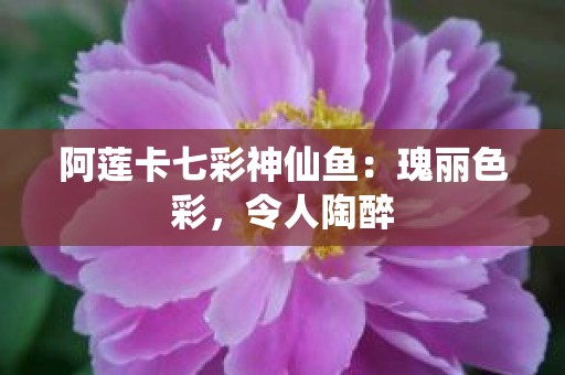 阿莲卡七彩神仙鱼：瑰丽色彩，令人陶醉