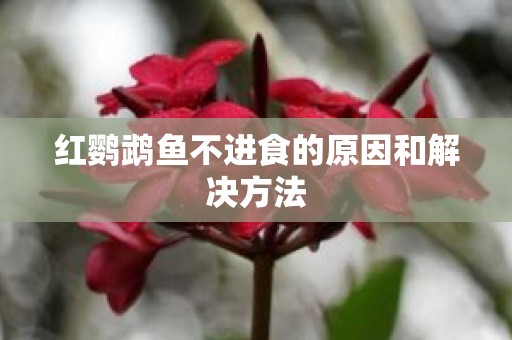 红鹦鹉鱼不进食的原因和解决方法