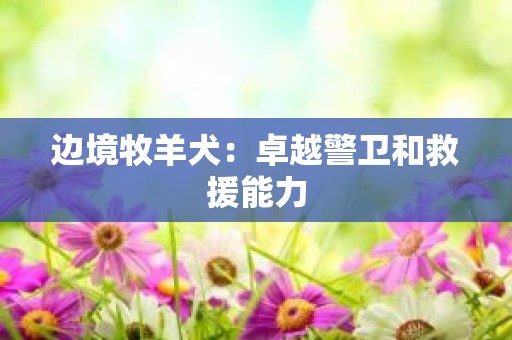 边境牧羊犬：卓越警卫和救援能力