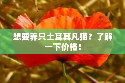 想要养只土耳其凡猫？了解一下价格！