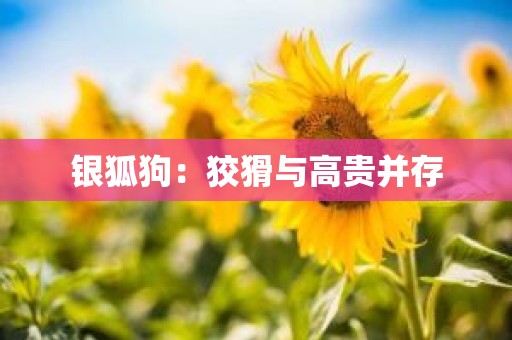 银狐狗：狡猾与高贵并存