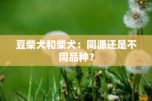豆柴犬和柴犬：同源还是不同品种？