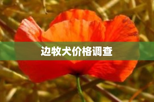 边牧犬价格调查