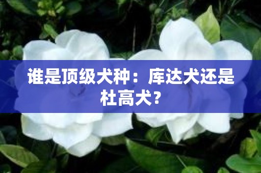 谁是顶级犬种：库达犬还是杜高犬？