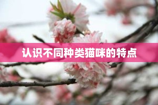 认识不同种类猫咪的特点