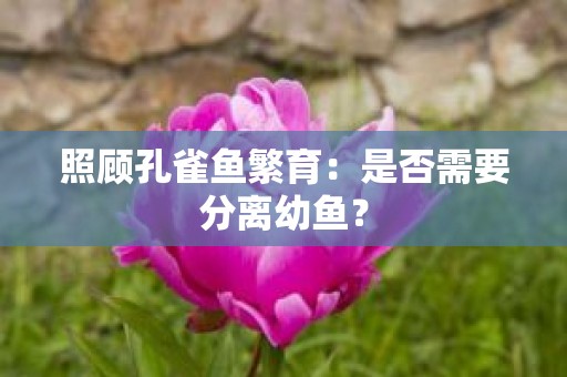 照顾孔雀鱼繁育：是否需要分离幼鱼？