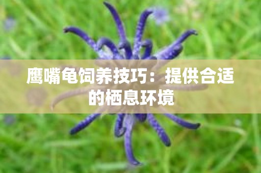 鹰嘴龟饲养技巧：提供合适的栖息环境