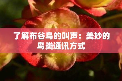 了解布谷鸟的叫声：美妙的鸟类通讯方式