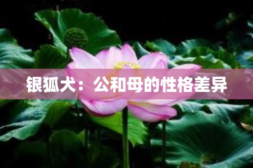 银狐犬：公和母的性格差异