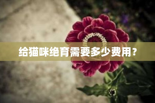 给猫咪绝育需要多少费用？