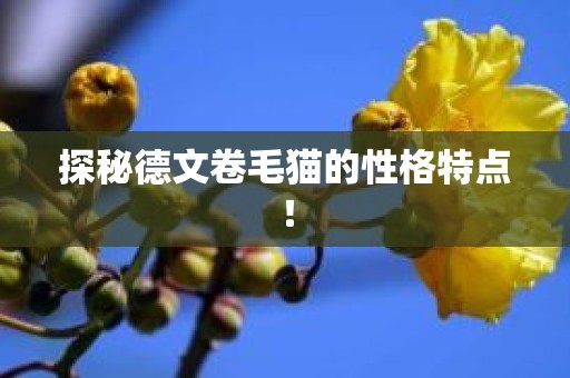 探秘德文卷毛猫的性格特点！