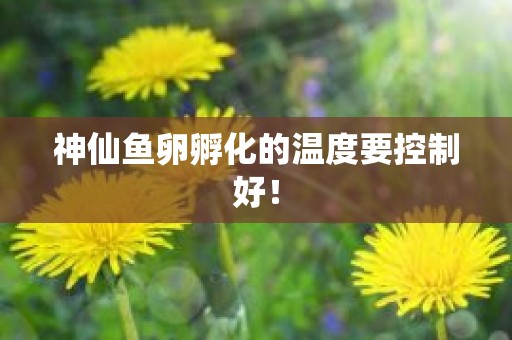 神仙鱼卵孵化的温度要控制好！