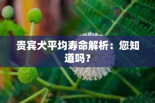 贵宾犬平均寿命解析：您知道吗？