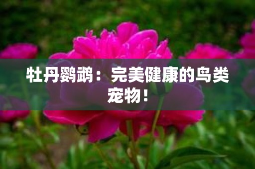 牡丹鹦鹉：完美健康的鸟类宠物！