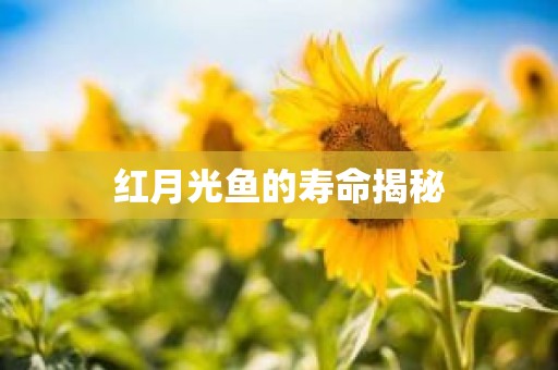 红月光鱼的寿命揭秘