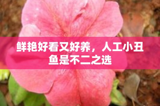 鲜艳好看又好养，人工小丑鱼是不二之选