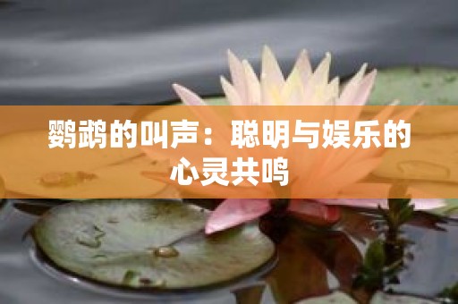 鹦鹉的叫声：聪明与娱乐的心灵共鸣