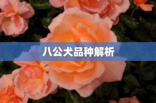 八公犬品种解析