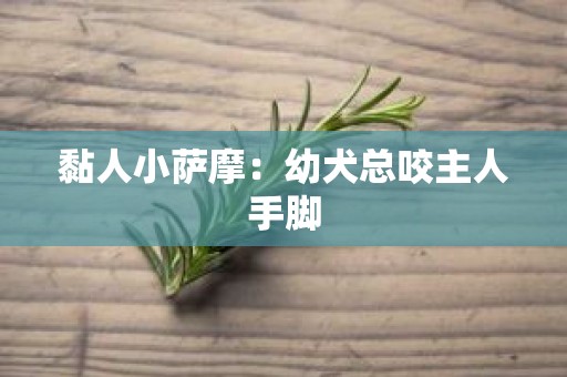 黏人小萨摩：幼犬总咬主人手脚