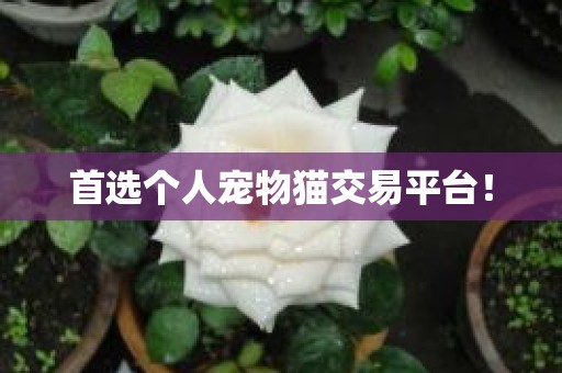 首选个人宠物猫交易平台！