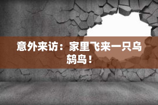 意外来访：家里飞来一只乌鸫鸟！