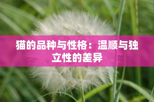猫的品种与性格：温顺与独立性的差异