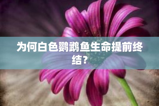 为何白色鹦鹉鱼生命提前终结？